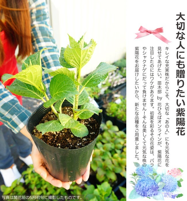 アジサイ コットンキャンディ 西洋アジサイ 苗 販売 苗木部 By 花