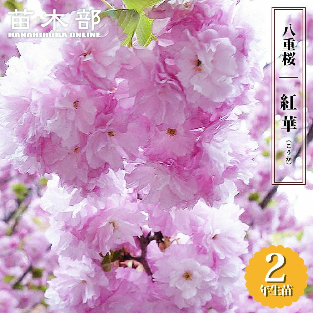 雨情枝垂れ さくら 苗 販売 苗木部 By 花ひろばオンライン