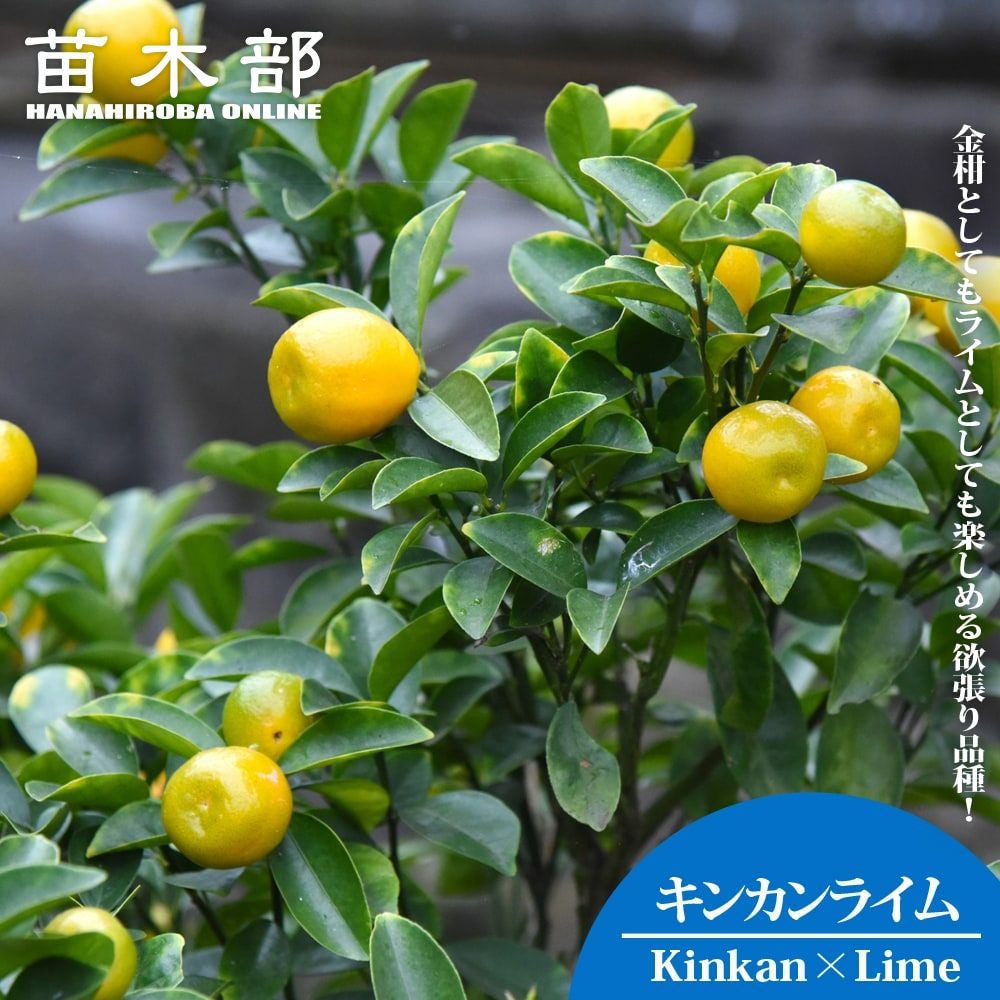 000000137279-01.jpg?size=l&w=