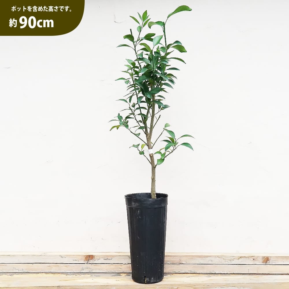 000000137279-03.jpg?size=l&w=