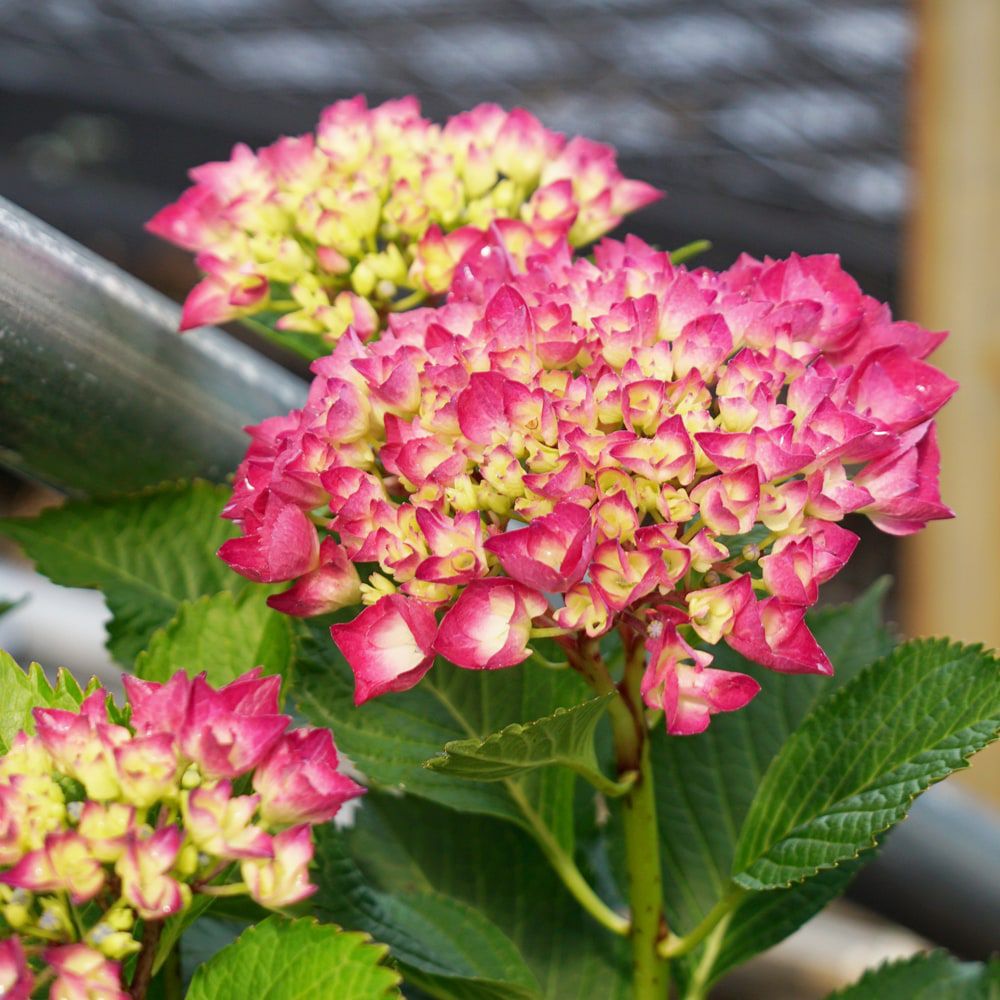 000000037367-02.jpg?size=l&w=