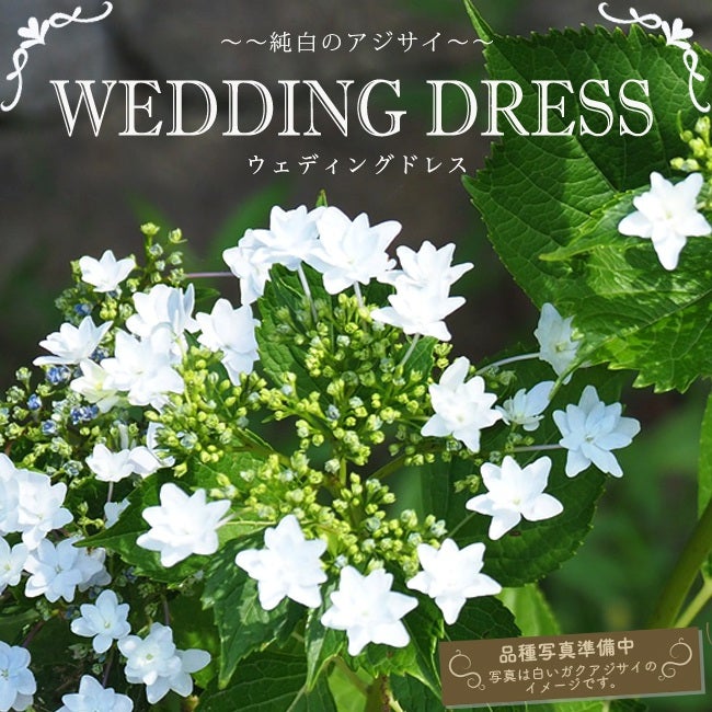 000000037368-01.jpg?size=l&w=