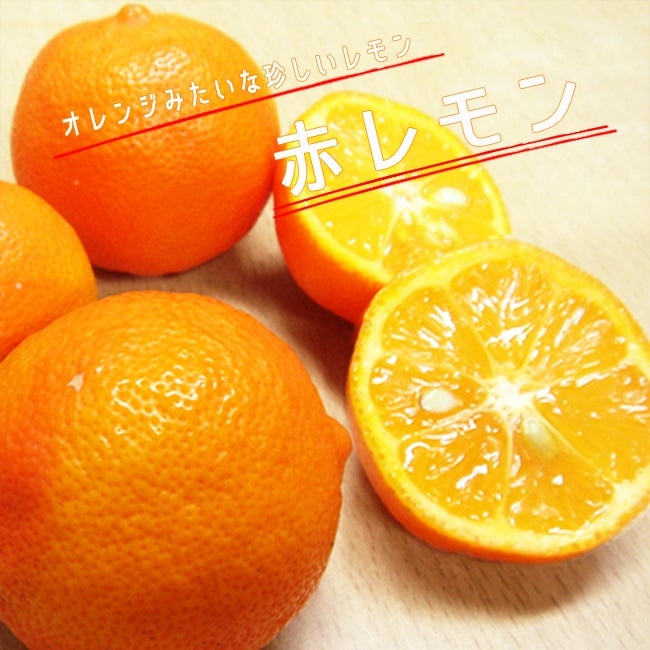 オレンジレモン苗木♪ 000000137679-01.jpg?size=l&w=