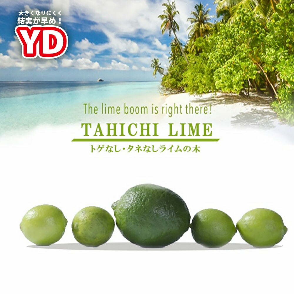 柑橘 ライム タヒチライム 苗 通販 おすすめ 苗木部 By 花ひろばオンライン
