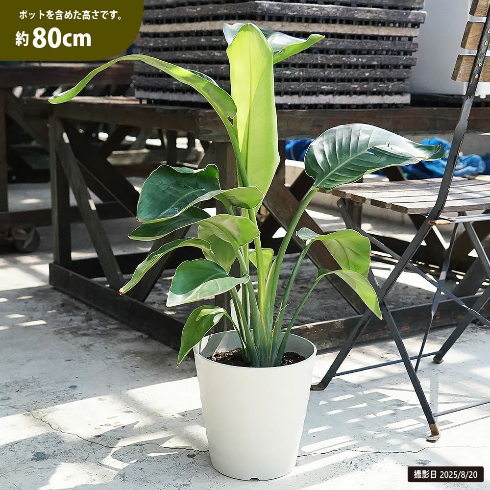 ストレリチア オーガスタ 苗 通販 苗木部 By 花ひろばオンライン