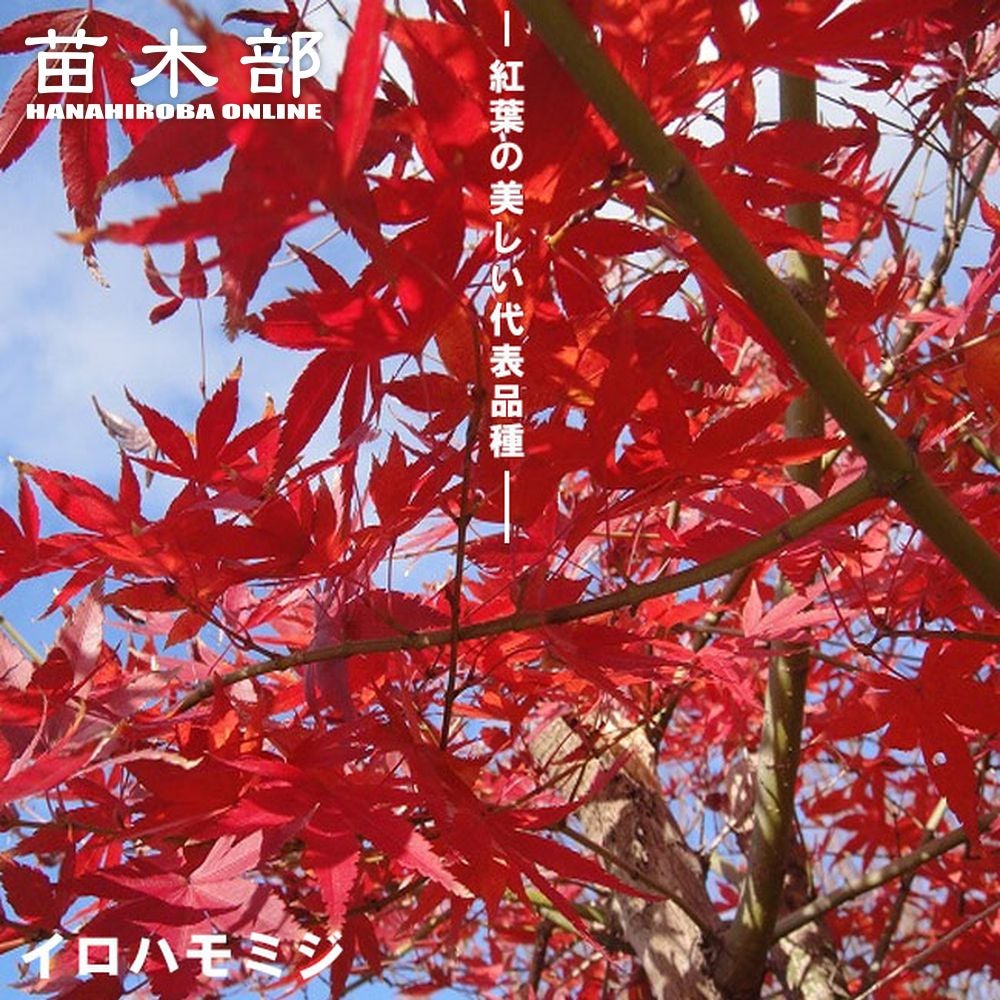 モミジ 舞森｜イロハモミジ系 H50cm前後 もみじ 紅葉 カエデ 鉢植え 苗木 000000037819-01.jpg?size=m&w=