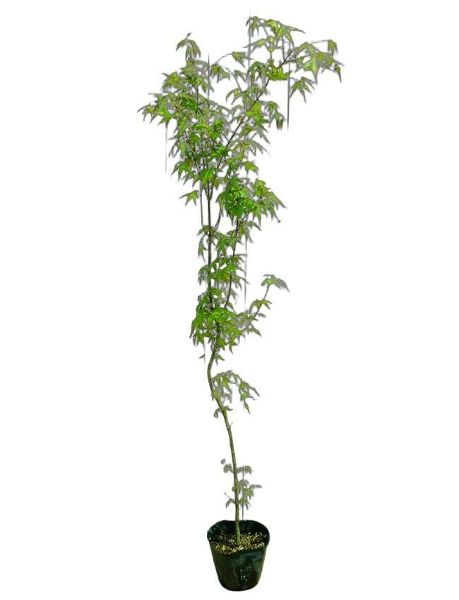 カエデ・もみじ イロハモミジ系 イロハモミジ 苗 育て方 苗木部 By 花