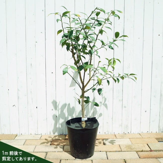 柚子の苗木(根無し) ¥650 000000037826-03.jpg?size=l&w=
