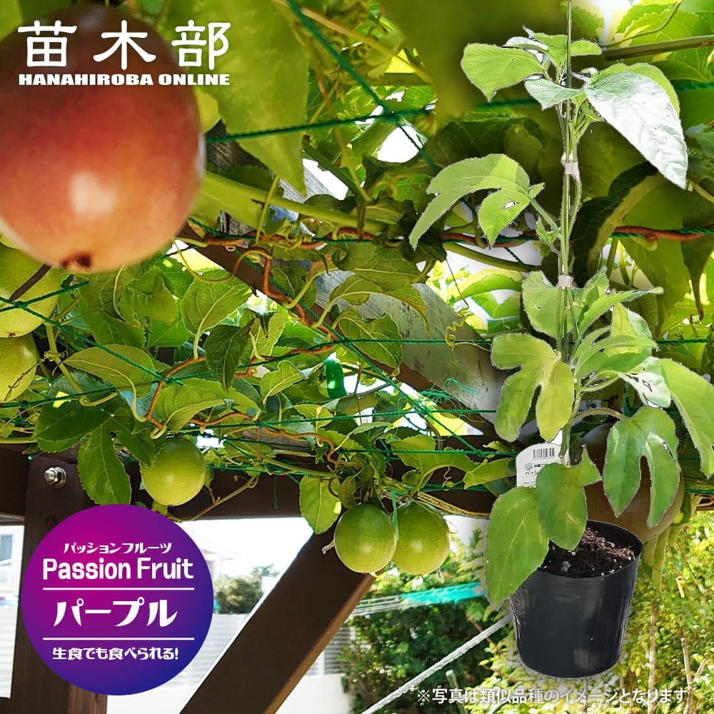 パッションフルーツ大苗　自然栽培 000000137800-01.jpg?size=l&w=