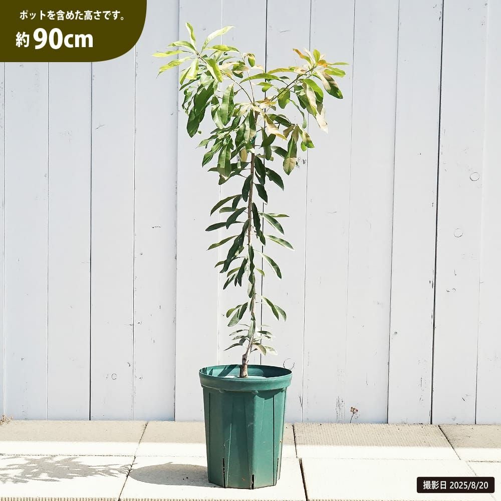 ヤマモモ メス 十六桃 苗 おすすめ 苗木部 By 花ひろばオンライン