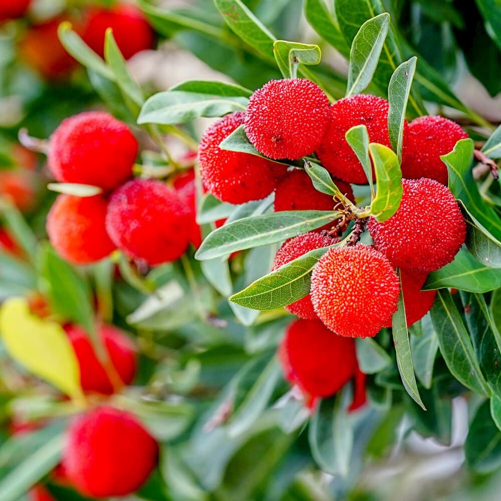 ヤマモモ メス 十六桃 苗 おすすめ 苗木部 By 花ひろばオンライン