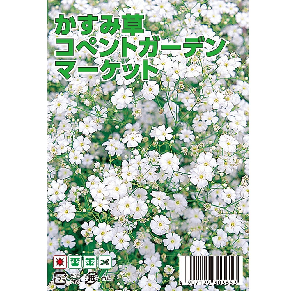 カスミソウ コペントガーデンマーケット 苗 販売 苗木部 By 花ひろば