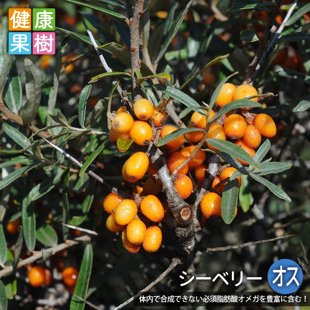 シーベリー オス