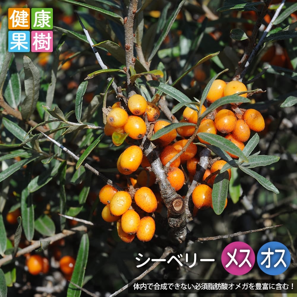 シーベリー 雌雄セット