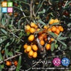 シーベリー 雌雄セット
