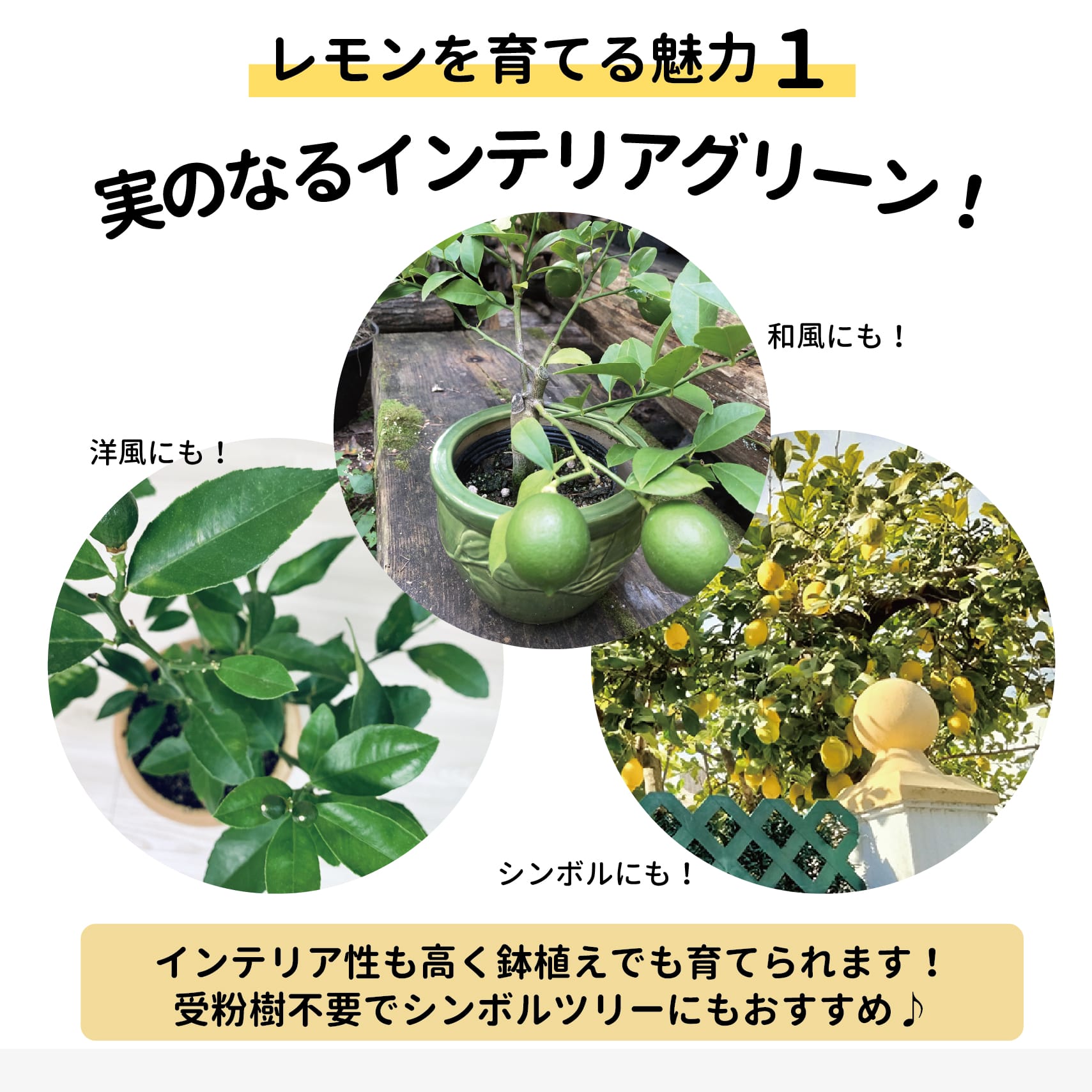 柑橘 レモン とげなしリスボンレモン 苗 鉢植え 苗木部 By 花ひろば