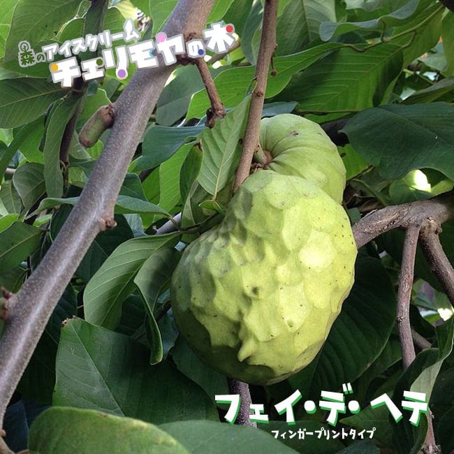 ブラックサポテ 苗 販売 苗木部 By 花ひろばオンライン