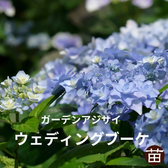 000000038091-01.jpg?size=m&w=