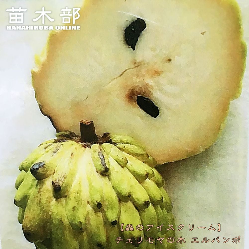 チェリモヤ エルバンポ ツゥバキュレートタイプ 苗 通販 苗木部 By 花