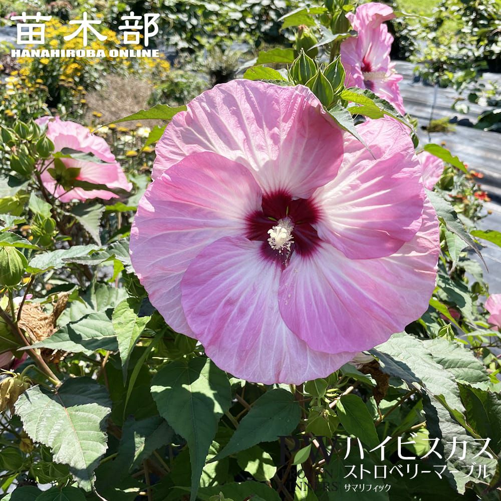 ハイビスカス ストロベリーマーブル サマリフィック 苗 販売 苗木部