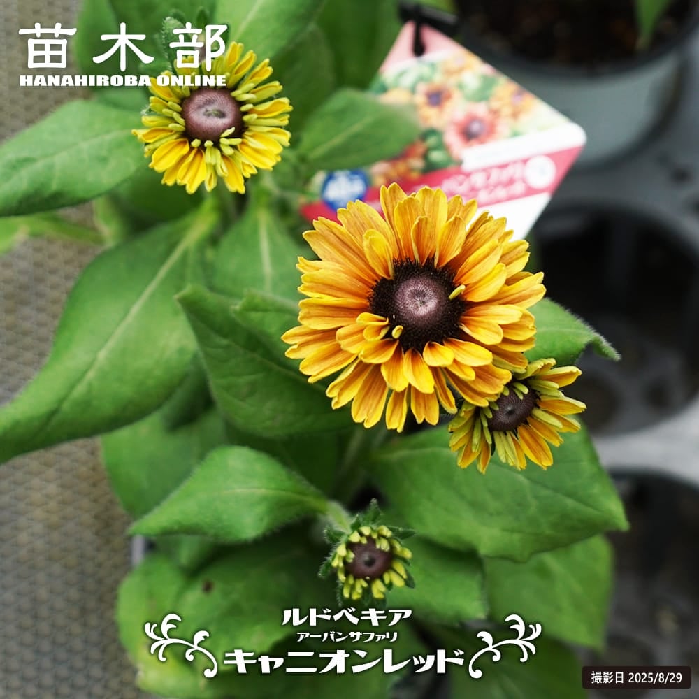 ルドベキア キャニオンレッド 苗 販売 苗木部 By 花ひろばオンライン
