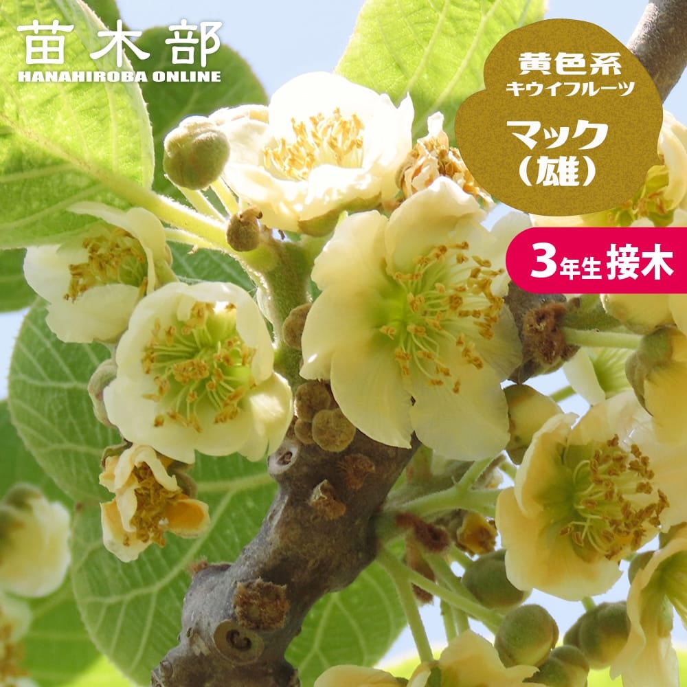 キウイ 黄色系用オス マック 苗 通販 苗木部 By 花ひろばオンライン