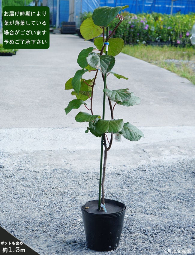 000000138501-02.jpg?size=l&w=