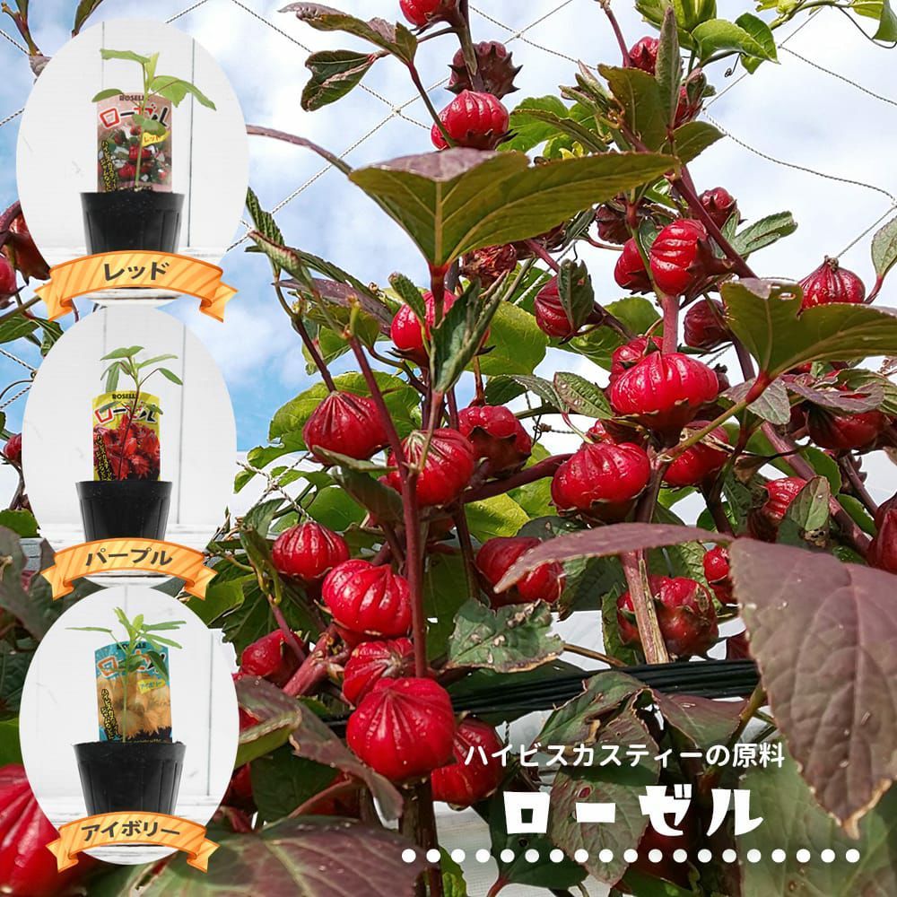 ローゼル ローゼル 苗 販売 苗木部 By 花ひろばオンライン