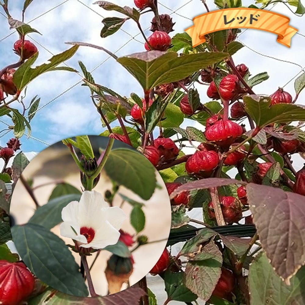 ローゼル ローゼル 苗 販売 苗木部 By 花ひろばオンライン