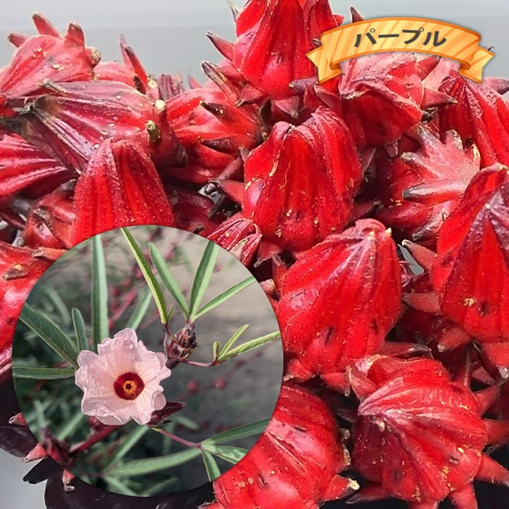 ローゼル ローゼル 苗 販売 苗木部 By 花ひろばオンライン