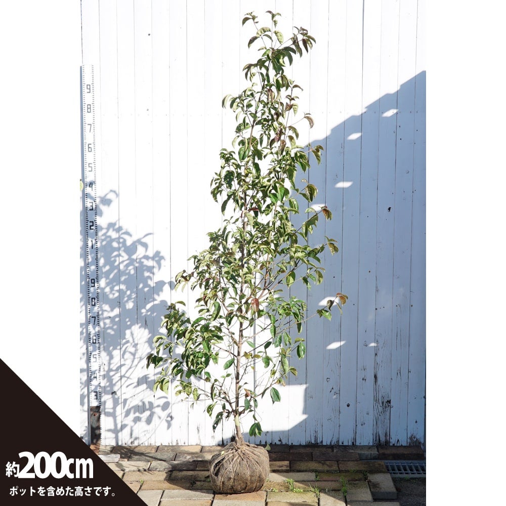 常緑ヤマボウシ サマースカイツリー 根巻き苗 珍しい二季咲き品種 白花