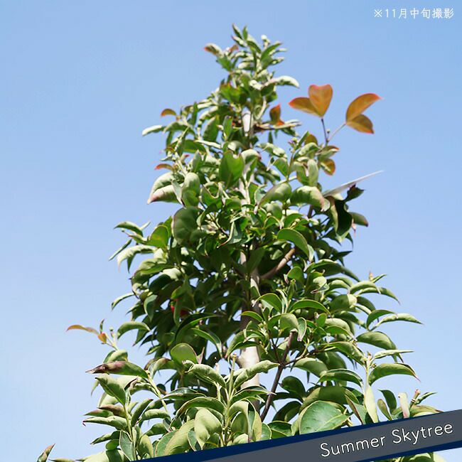 常緑ヤマボウシ サマースカイツリー 根巻き苗 珍しい二季咲き品種 白花