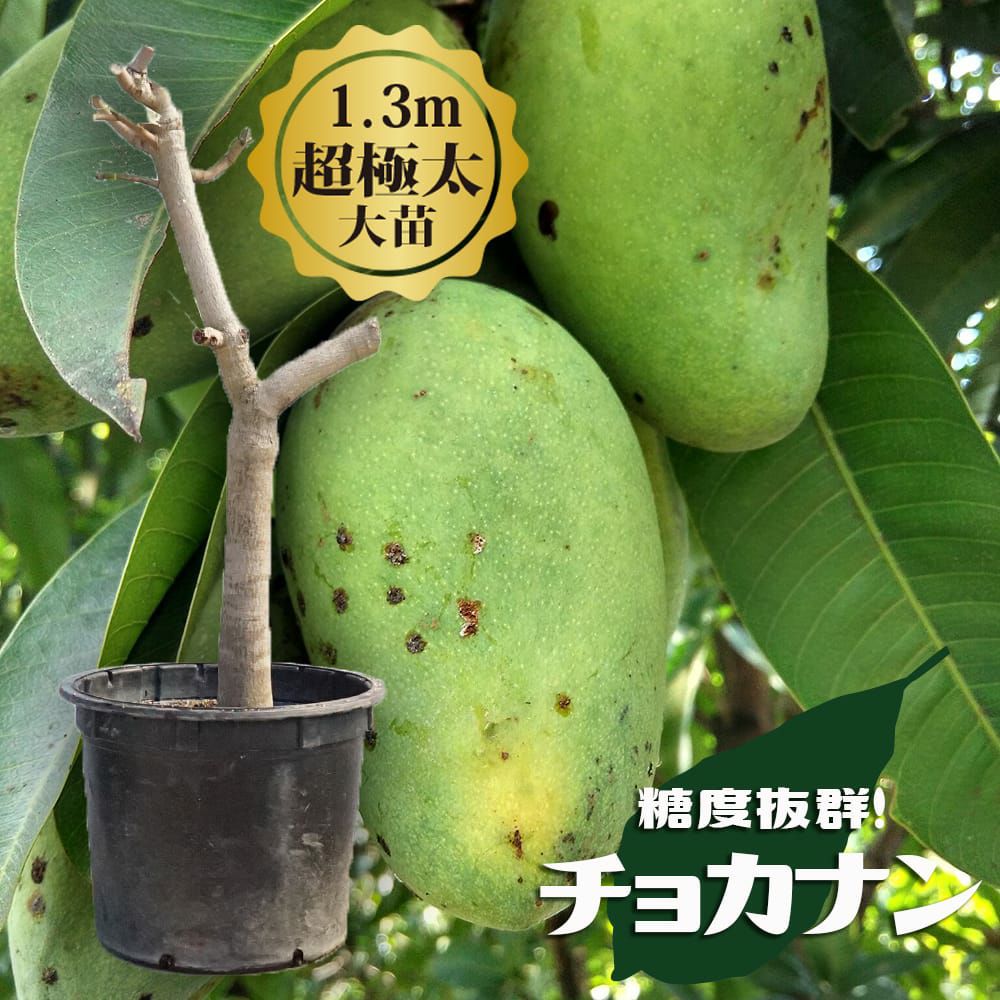 マンゴー チョカナン 苗 販売 苗木部 By 花ひろばオンライン