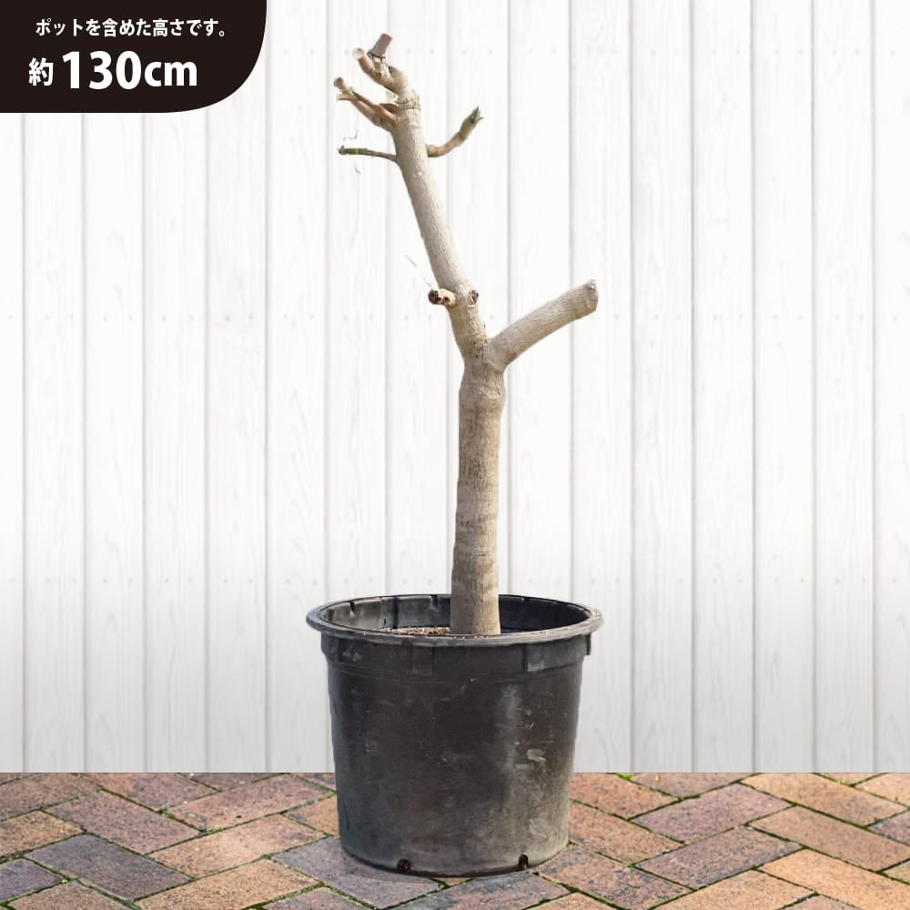 チョークアナン　マンゴー苗 マンゴー チョカナン 苗 販売 苗木部 By 花ひろばオンライン