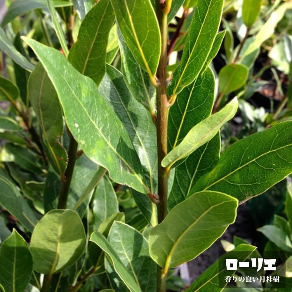 000000138782-01.jpg?size=l&w=