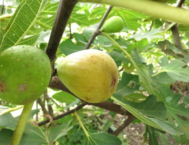 000000038839-02.jpg?size=l&w=