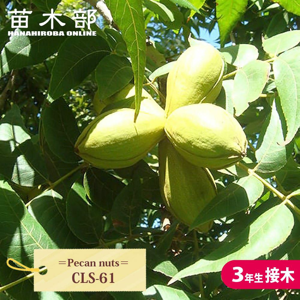 ペカンナッツ ケープフェア 苗 販売 苗木部 By 花ひろばオンライン