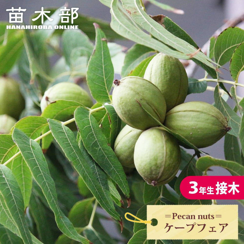 ペカンナッツ ウィチタ 苗 通販 苗木部 By 花ひろばオンライン