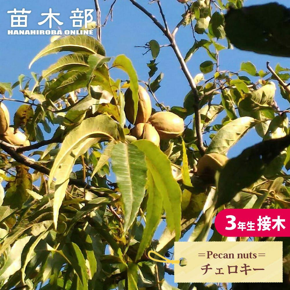 ペカンナッツ ウィチタ 苗 通販 苗木部 By 花ひろばオンライン