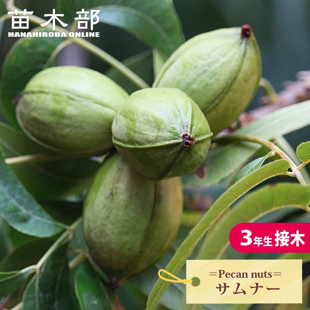 ペカンナッツ ケープフェア 苗 販売 苗木部 By 花ひろばオンライン