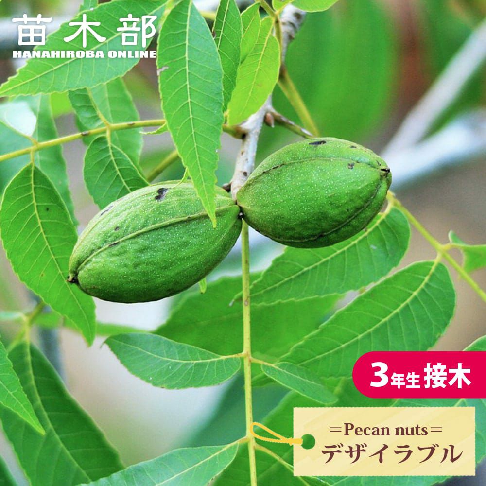 ペカンナッツ CLS-61 苗 販売 苗木部 By 花ひろばオンライン
