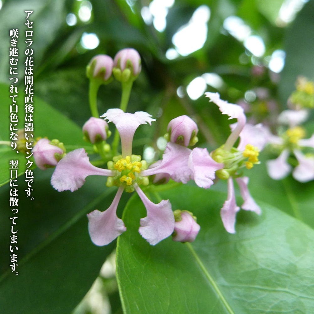 000000038980-02.jpg?size=l&w=