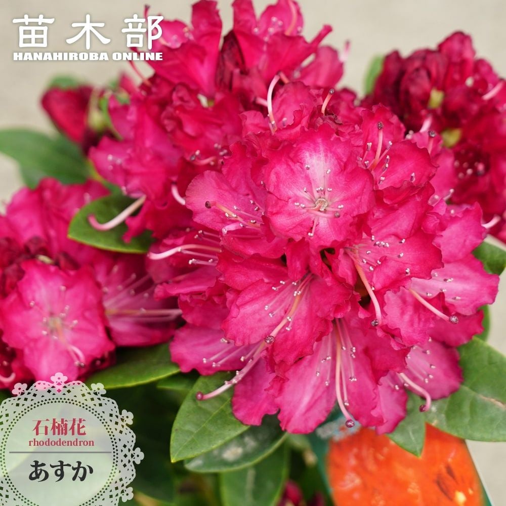 椿 岩根絞り 苗 販売 苗木部 By 花ひろばオンライン