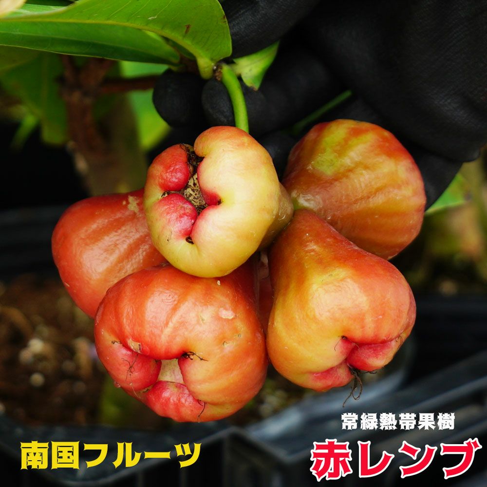 苗 販売 苗木部 By 花ひろばオンライン