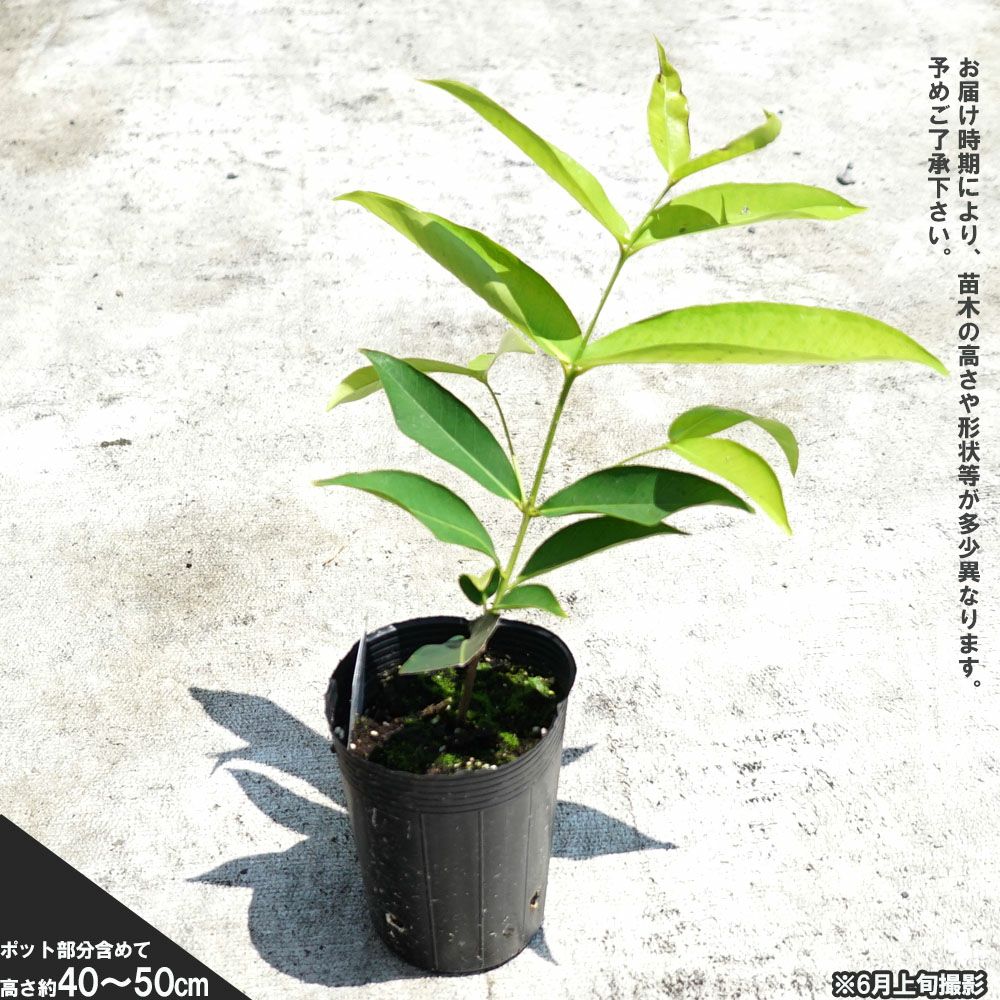 苗 販売 苗木部 By 花ひろばオンライン