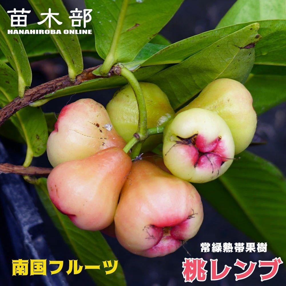 ジャボチカバ 大葉系 ジャボチカバ 苗 通販 苗木部 By 花ひろばオンライン