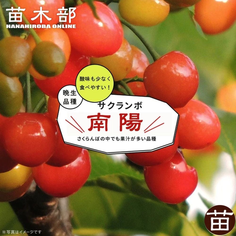 サクランボ | 苗木部 本店 By 花ひろばオンライン