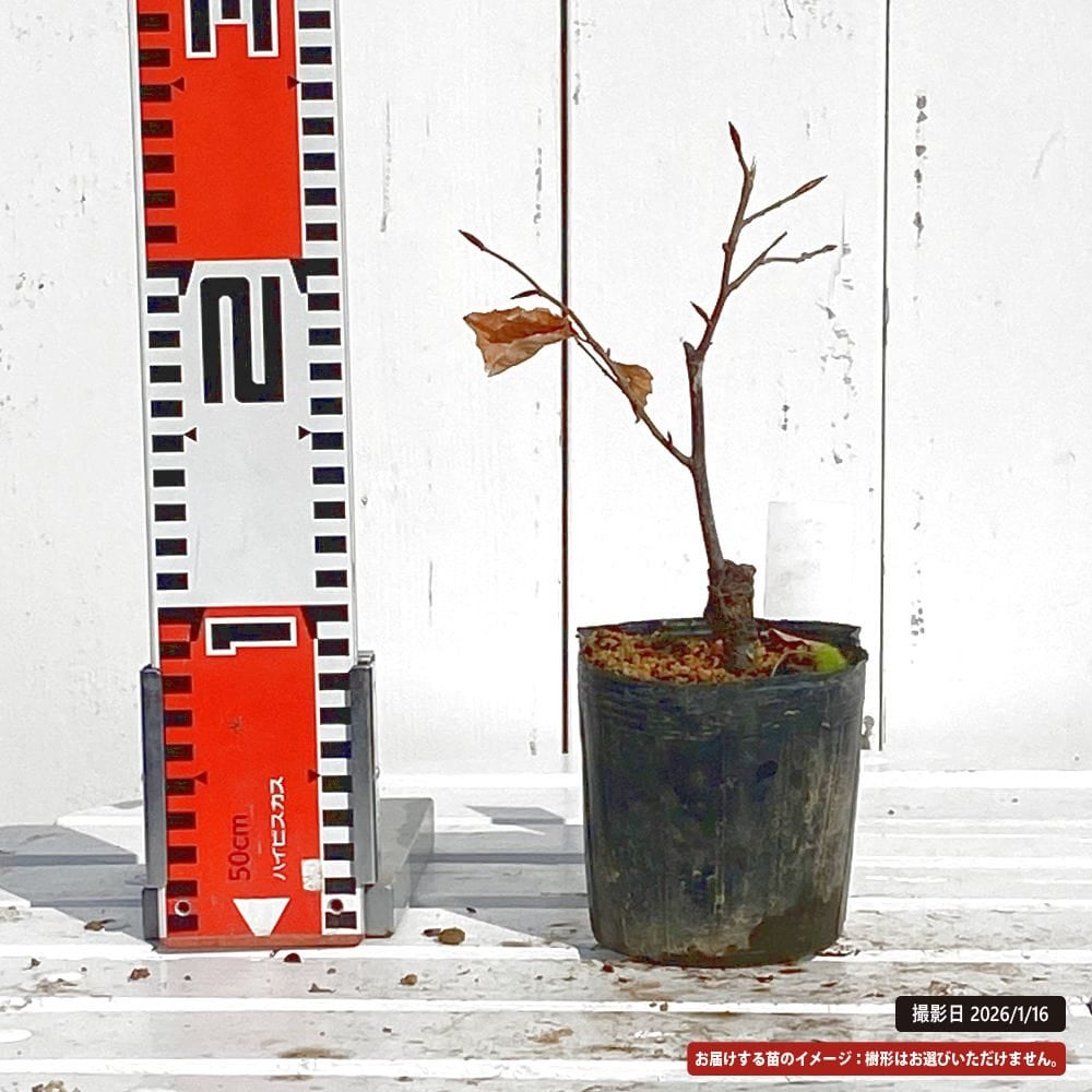 ブナ 富士ブナ 黄金葉 苗 販売 苗木部 By 花ひろばオンライン