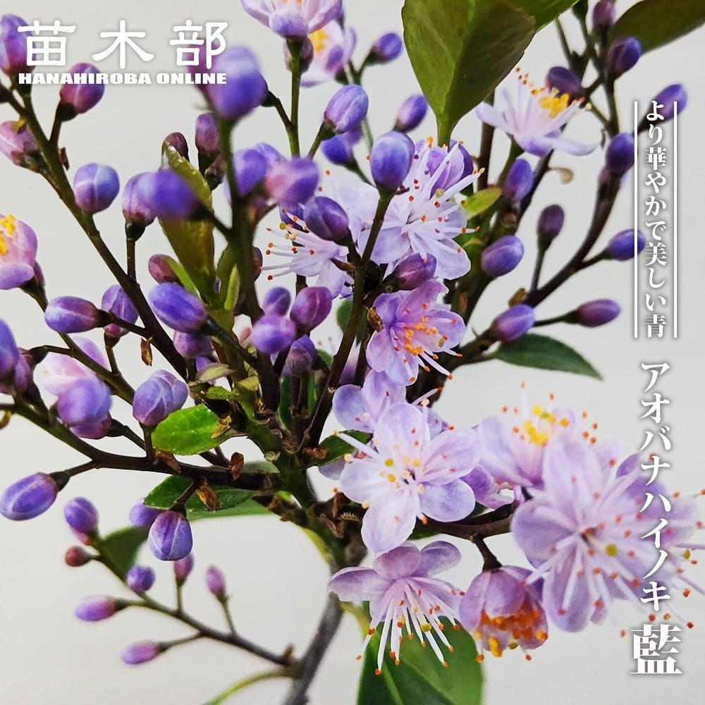 アカシア パールアカシア 苗 おすすめ 苗木部 By 花ひろばオンライン