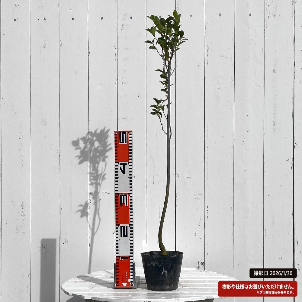 アオバナハイノキ アオバナハイノキ 苗 通販 苗木部 By 花ひろばオンライン